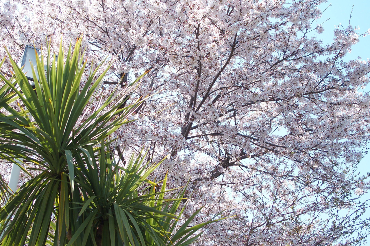 ハワイっぽさのある木と桜のコラボ